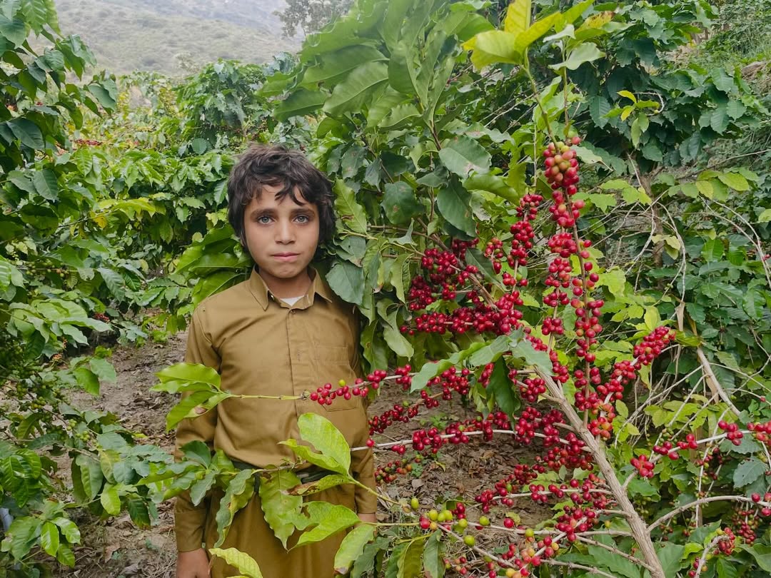 Yemeni child among coffee cherry trees in the highlands